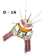 D - 1A