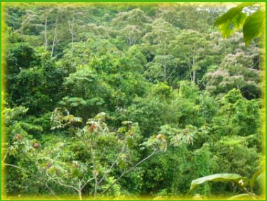 Los bosques del Parque Nacional Chagres